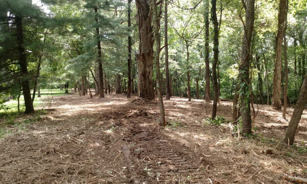 land-clearing-forestry-mulching